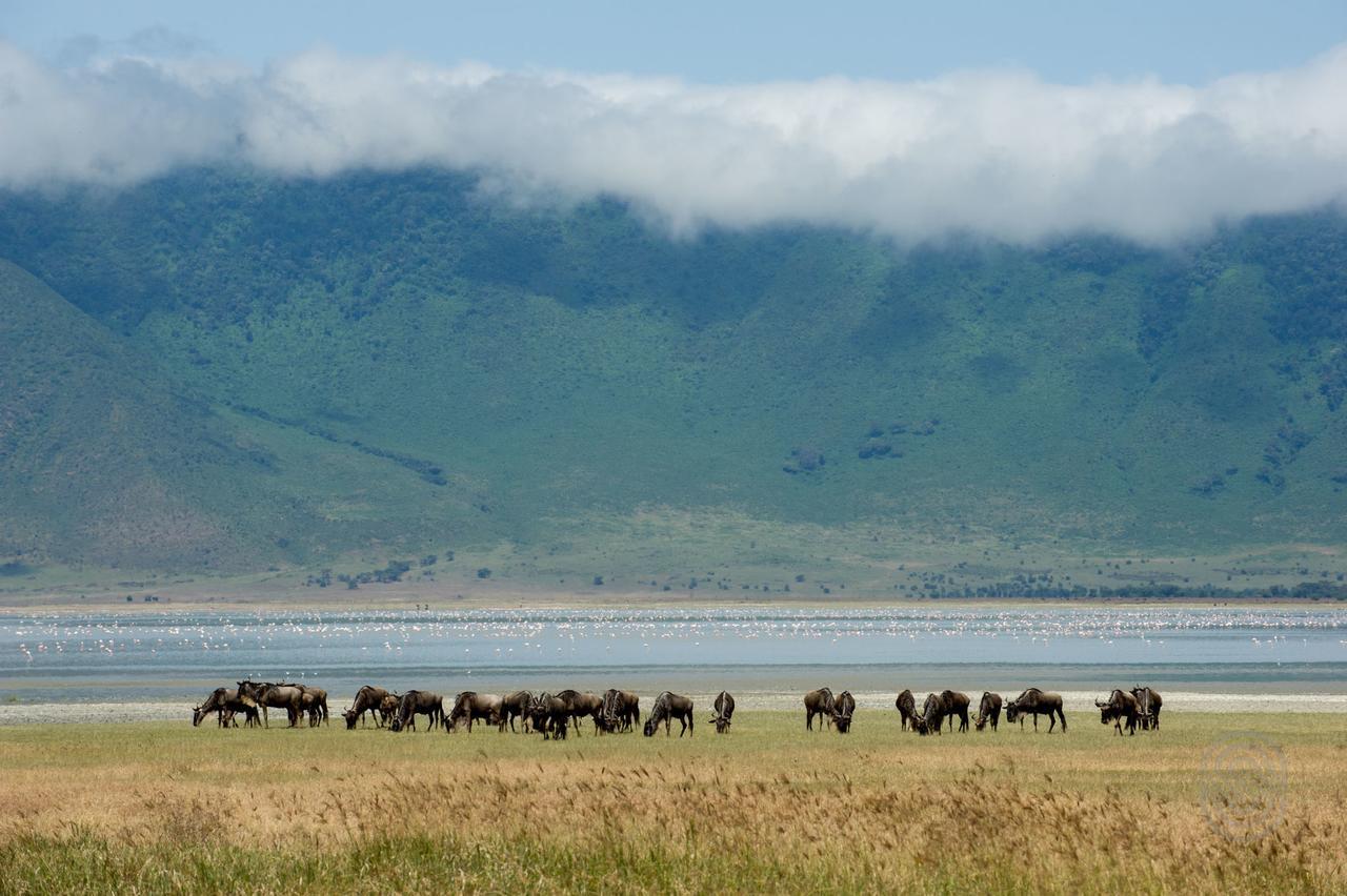 Ngorongoro Serena Safari Lodge Zewnętrze zdjęcie