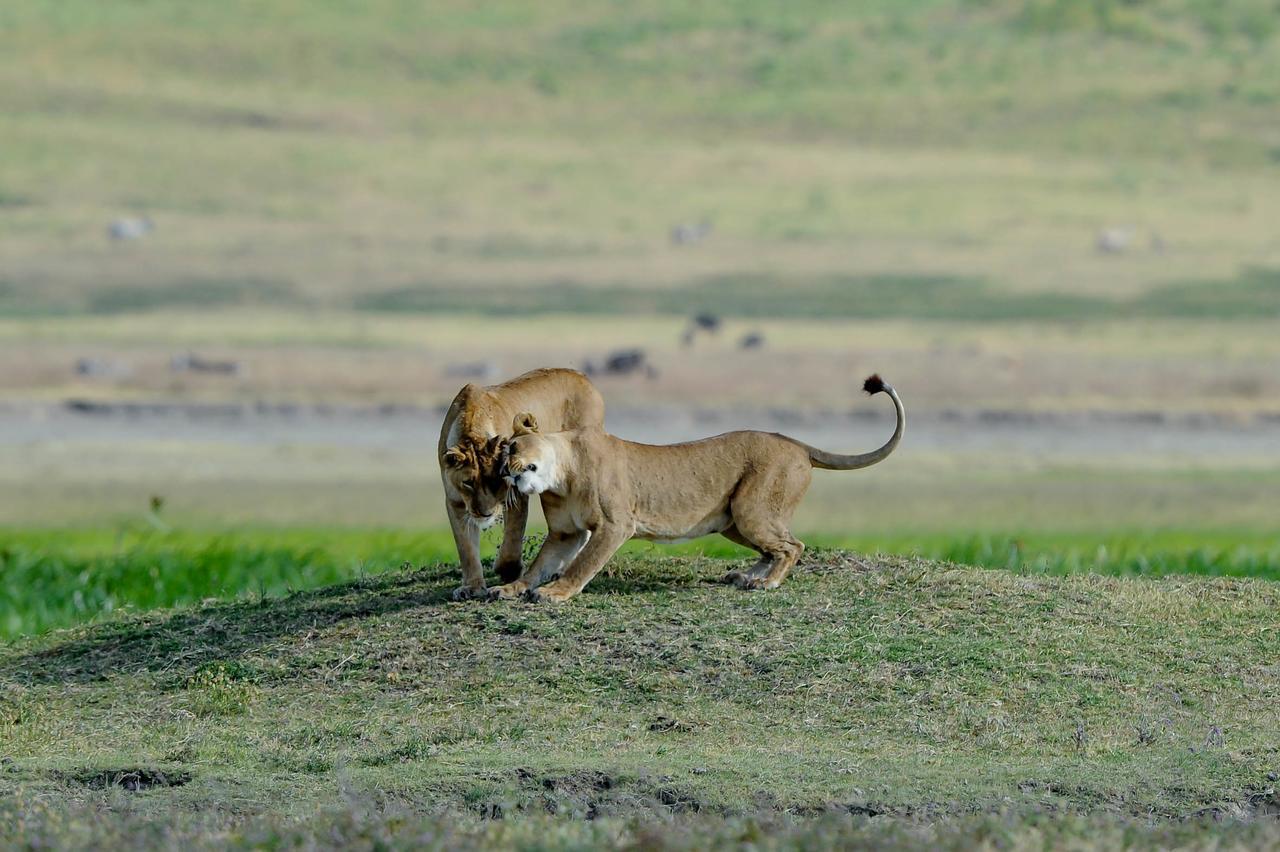 Ngorongoro Serena Safari Lodge Zewnętrze zdjęcie